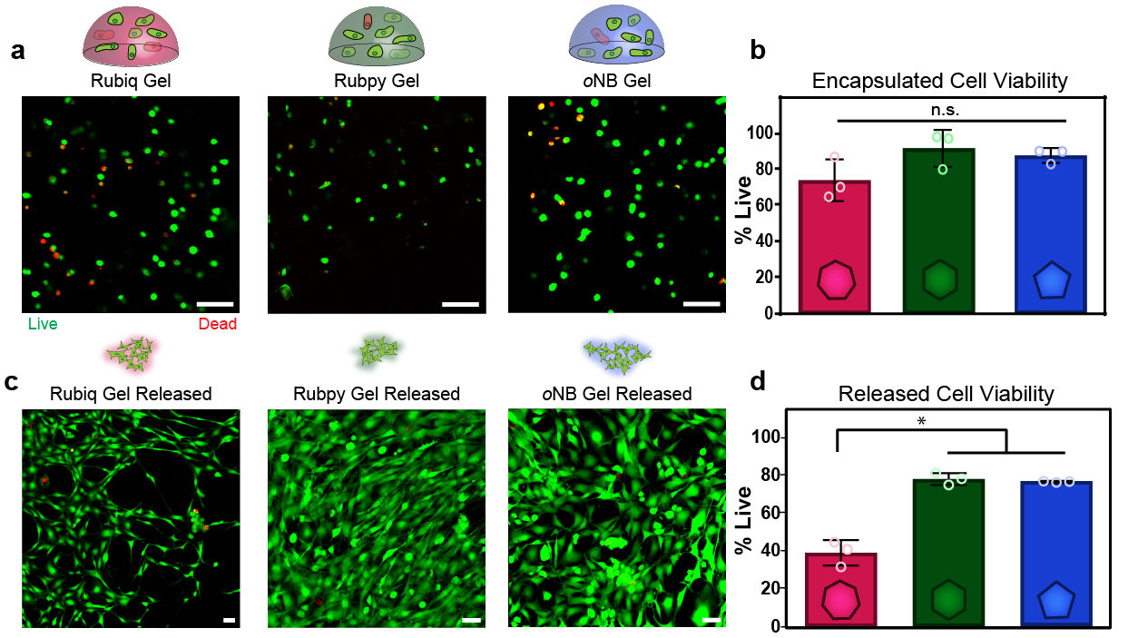 Levels of viable cells after being released from the crosslinked hydrogels using light