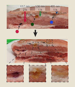Crosslinked hydrogels inside of skin-on pork belly