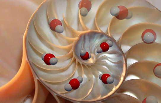 shell of a marine organism