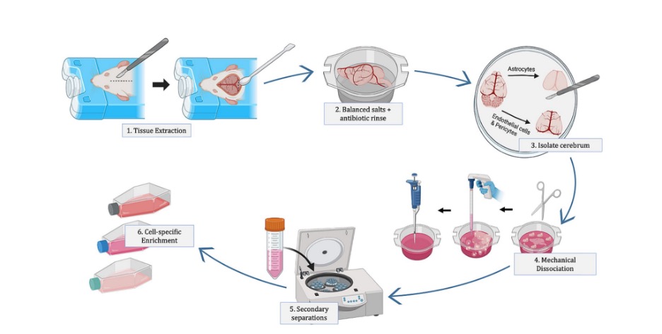 Illustrated overview of neurovascular cell isolation