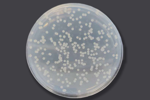 Colonies of Methylotuvimicrobium buryatense growing on methane on an agar plate. Credit: Lian He