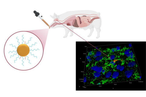 Illustrated figure of curcumin-loaded nanoparticle targeting inflammation in the brain of fetal growth restricted pigs