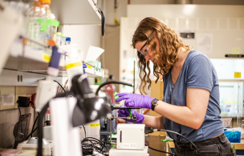 Student wearing purple gloves handles gels in a lab. 