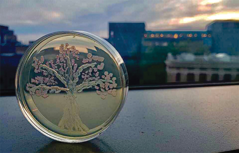 mrfp cherry blossoms